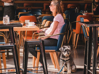 Schnauzer dog sitting beside a lady in a open plan restaurant Schnauzer dog sitting beside a lady in a open plan restaurant