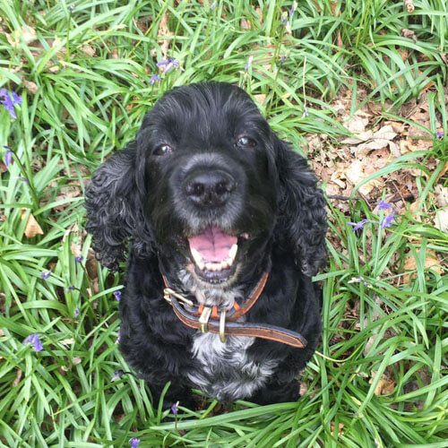 BorrowMyDoggy spaniel in grass BorrowMyDoggy spaniel in grass