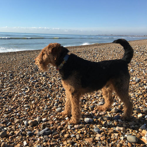 Welsh Terrier at the beach Welsh Terrier at the beach