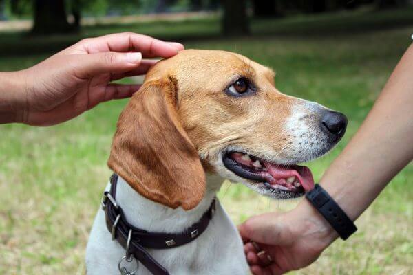 Viola the Beagle testing BorrowMyDoggy daycare