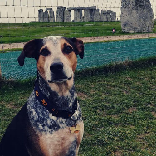 Australian Cattle Dog from BorrowMyDoggy Australian Cattle Dog from BorrowMyDoggy