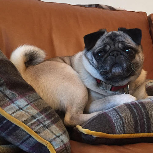 Older pug Older pug