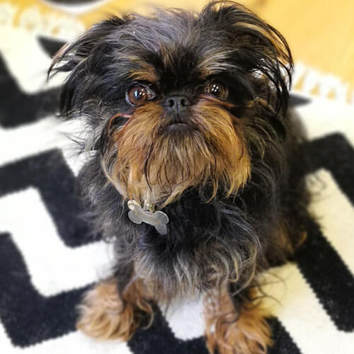 Brussels Griffon from BorrowMyDoggy Brussels Griffon from BorrowMyDoggy