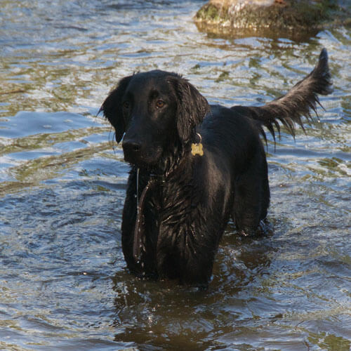Reilly the Flat Coated Retriever from BorrowMyDoggy Reilly the Flat Coated Retriever from BorrowMyDoggy
