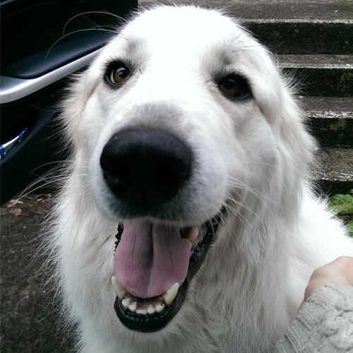 Great Pyrenees from BorrowMyDoggy Great Pyrenees from BorrowMyDoggy