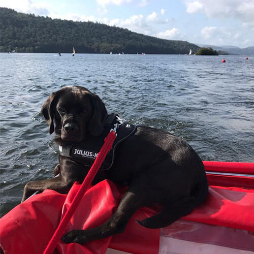 BorrowMyDoggy dog on the edge of a boat with their paws near the water BorrowMyDoggy dog on the edge of a boat with their paws near the water