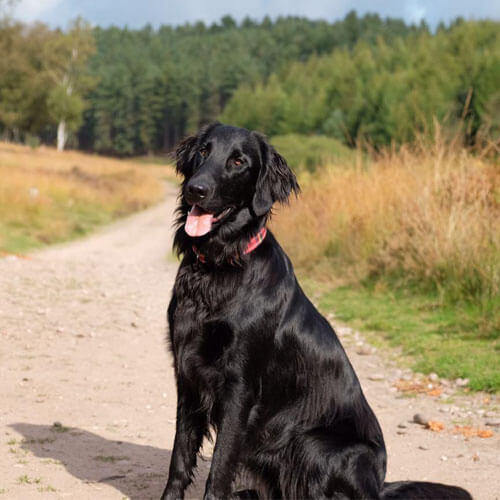 Delphi the Flat Coated Retriever from BorrowMyDoggy Delphi the Flat Coated Retriever from BorrowMyDoggy