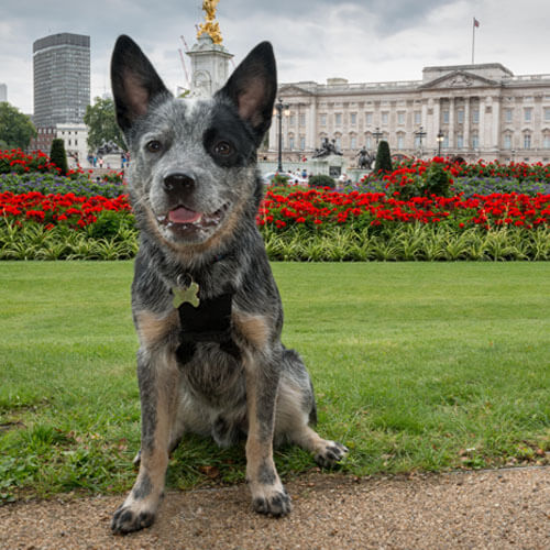 Australian Cattle Dog Borrowmydoggy Leaving Pawprints Of Happiness