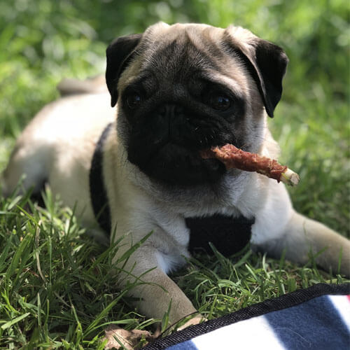 Pug puppy Pug puppy