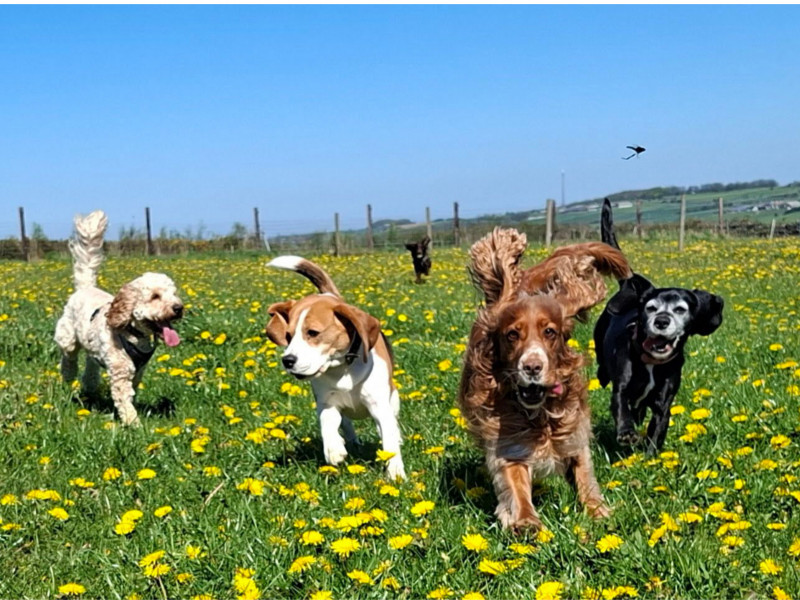 Dogs running together in the Valley Pet Care paddock