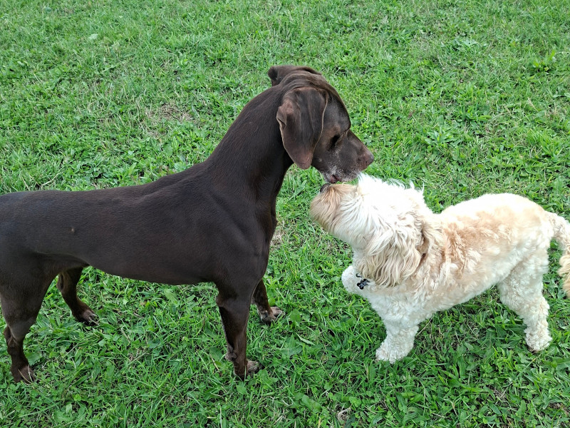 Kelly with a group of dogs holding a calm stay