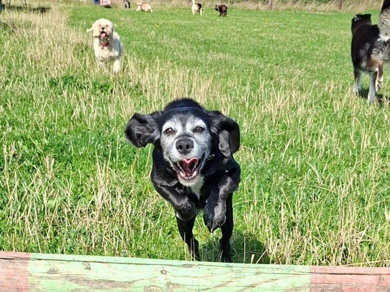 Dogs running together in the Valley Pet Care paddock