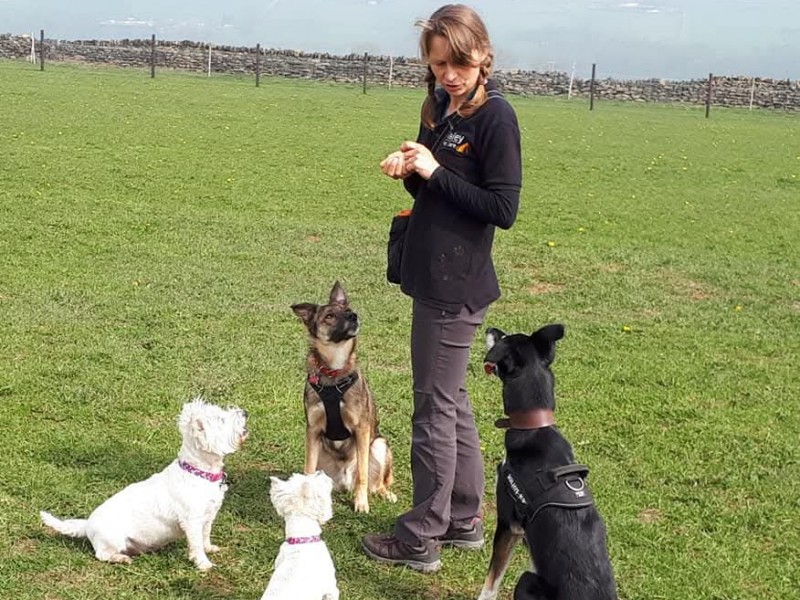 Kelly with a group of dogs holding a calm stay