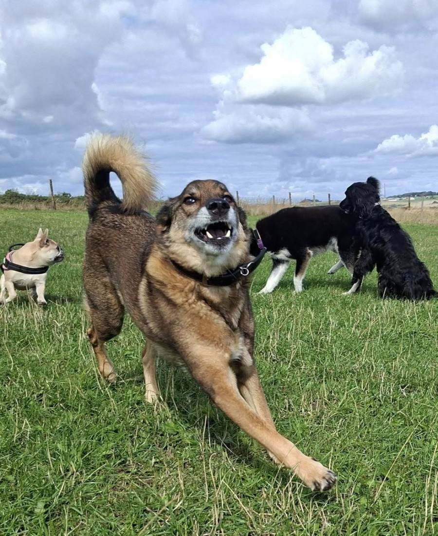 A young dog looking up, ready to play