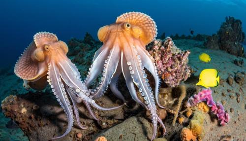 The secret lives of octopuses and other astonishing ocean mysteries