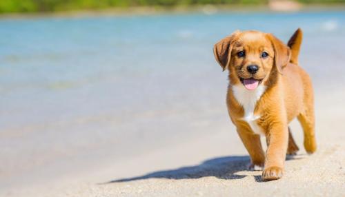 Seguro para animais de estimação: o guia completo que todos os donos precisam de ler