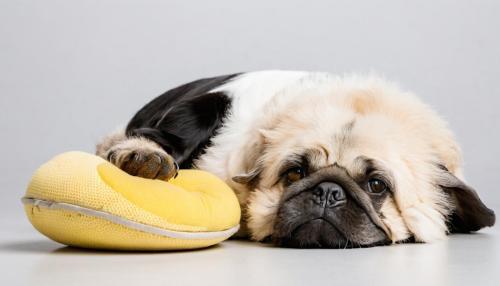 O segredo dos seguros para animais que as seguradoras não querem que saibas