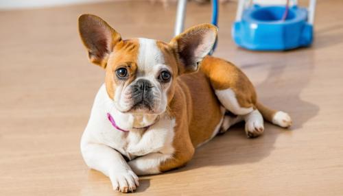 Os segredos que os veterinários não contam sobre seguros para animais