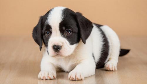 Seguro para animais de estimação: o que ninguém te conta sobre as cláusulas escondidas