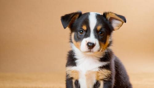 O segredo dos seguros de animais: o que as seguradoras não contam sobre as exclusões