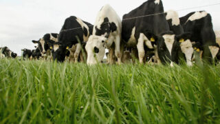 EU milk monopoly concerns post quotas