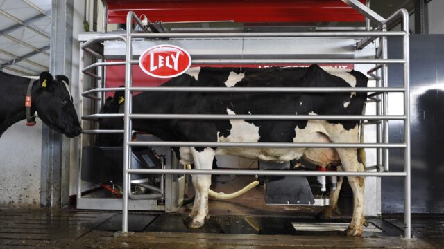 Lely