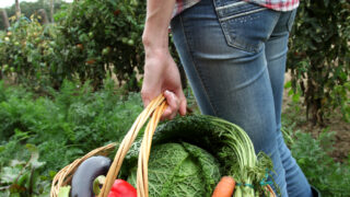 Organic summer farm walks