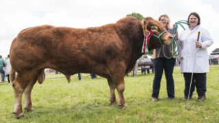 Limousin extravaganza at Antrim Show