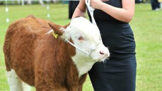 Official Brucellosis-free status in sight for Northern Ireland
