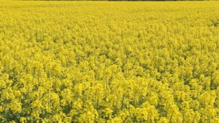 Rapeseed improvements for livestock identified