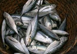 Trade sanctions on Iceland and Faroes mackerel fishing
