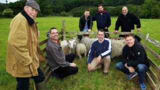 Sheep-herding with Tourism Ireland