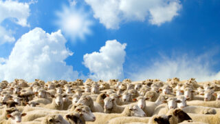 Tight sheep supplies at factories sees price uplift