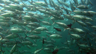 No impact from salmon farming on wild stocks, IFA claims