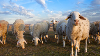 Schmallenberg virus expected to spread through Ireland in 2013