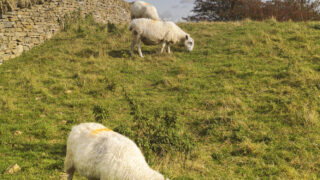 Sheep fencing funding boost