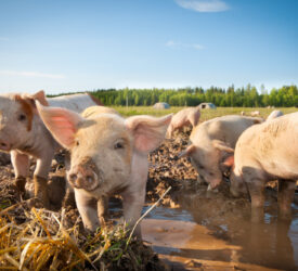 Waitrose signs 10-year deal with British farmers on 100% free-range pork by 2027