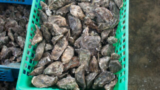 Calls for cross-border approach for oyster farmers
