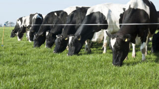 Dangers of ‘addiction to feed’ in dairy farming