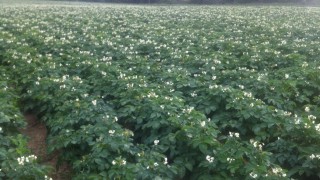 6 non-chemical ways to tackle potato blight