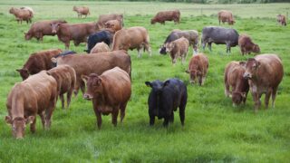 Limousins stretch across Ireland
