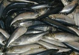 Herring fishery licences available from September