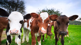 Seasonal calf rearing – meeting the required growth targets