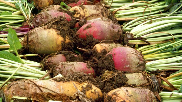 sugar beet