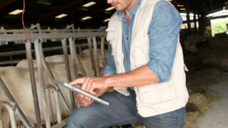 Advice on compulsory BVD testing