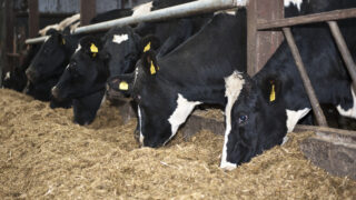 Winter feeding options for replacement dairy heifers