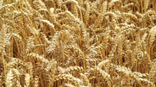 Maize harvest under way