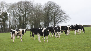 Purchased cattle are high risk, AHI