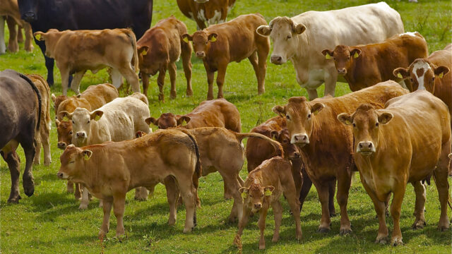 beef farming