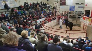 Buy cattle from the comfort of your armchair, as Ballina Mart goes digital